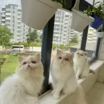 Kedimiz İçin Açiklama Okuyun Ve Lütfen Arayarak Bilgi Alin