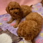 Toypoodle Yavrularımız