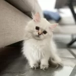 Pofuduk British Longhair Prenses