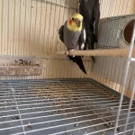 4 Yavrulu Kusursuz Grey Sultan Papağani Takim