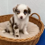 Zeka Küpü Border Collie Yavrulari