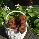 Boy Ve Kg Ram Garantili Aşılı Pasaportlu Toy Poodle
