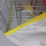 Sahibinden Satılık Mükemmel Haez Roller Erkek Kanarya