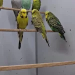 Show Jumbo Muhabbet Kuşları