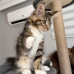 Xxxl Maine Coon 2209 Dişi