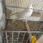 Kuluçka Makinesi Gibi Kusursuz Albino Takim Sultan