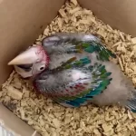 1.5 Aylık Bebek Kırmızı Macaw Papağanı Resmi Belgeli