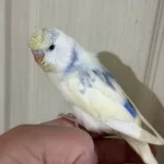 30 Günlük Konuşturmalik Muhabbet Kuşu Bebek
