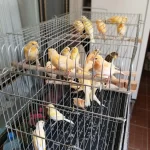 Genç Hazır Mozaik Kanaryalar