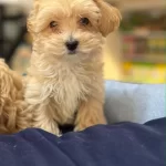 Orjinal Hipoalerjenik Teacup Maltipoo Yavrular