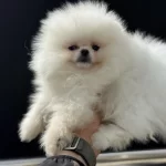 Petmode Köpek Çiftliğinden Tedyy Pomeranian