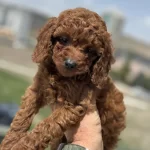 Ankaranın En Seçkin Toy Poodle Yavruları