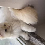 Sağlıklı Beyaz Prens Kedimiz
