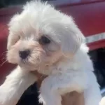 Maltese Terrier Yavrular İrk Sağlık Garantili