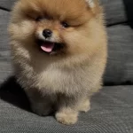 Pomeranian Boo Teddy Bear Ayı Surat İrk Garantili