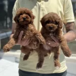 Petmode Köpek Çiftliğinden Ziyarete Maltipoo