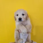 Golden Retriever Yavrulari