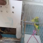 3 Yavrusuyla Birlikte Satılık Takım Muhabbet Kuşu