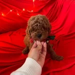 Sevimli Toy Poodle Yavrularımız