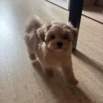 Kore Maltipoo Kg Garantili