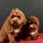 14 Şubat Doğumlu Maltipoo Yavrularım