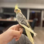 4 Aylik Erkek Full Evcil Sultan Papağani