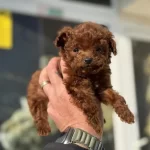 Petmode Köpek Çiftliğinden Tea Cup Kore Poodle