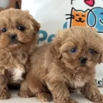 Ankaranın En Özel Mini Kore Malripoo Yavruları