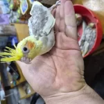 Evcil Sultan Papağanı Bebekler