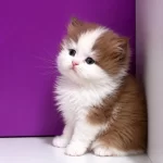 Safkan British Longhair Yavrumuz Çikolata Bicolor