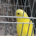 Son Tek Yavru Sarı Muhabbet Kuşu