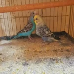 Bir Takim Muhabbet Kuşu Hazir Eş