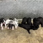 Safkan Danua Bebekler Rezerveye Açıktır