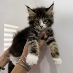 Küçük Bir Dev Dişi Maine Coon