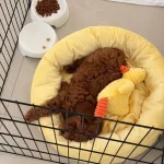 Toy Poodle Erkek 2 Aylık