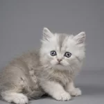 British Longhair Yavru