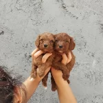 İstediğiniz Renklerde Poodle İslak Burunlar