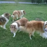 Rough Collie ( Lessie ) Yavrulari