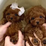Core Poodle Yavrularım Yeni Evini Bekliyor