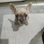 2 Aylık French Bulldog