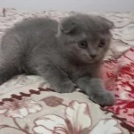 Sahibinden Scottish Fold 55 Günlük
