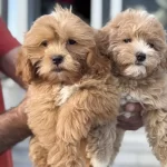 Ruhsatlı Çiftlikden Ziyarete Açık Kore Maltipoo Lar
