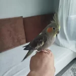 Acil Satılık Sultan Papağanı