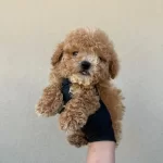 Toy Poodle Köpeğimiz