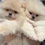 Üst Segment Teddy Face Pomeranian Yavrularımız