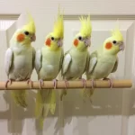Yeni Yeme Düşen Lutino Bebekler Full Evcil Sultanlar