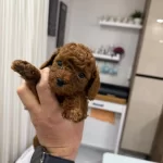 Wc Eğitimli Toy Poodle Yavrulr Ankara Mağzamzda Görün