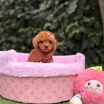 Orjinal Toy Poodle Yavruları