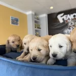 Orjinal Golden Retriewer Yavrular Ankara Mağazamizda