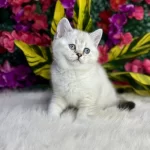 Anne Altından Safkan Yavru Kediler